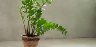 4 plantas fáceis de cuidar para quem trabalha fora e não tem tempo Zamioculca, a planta da fortuna