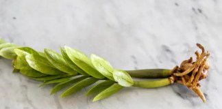 Como você pode fazer mudas de zamioculca e aumentar o seu jardim interno ou externo Zamioculca, a planta da fortuna