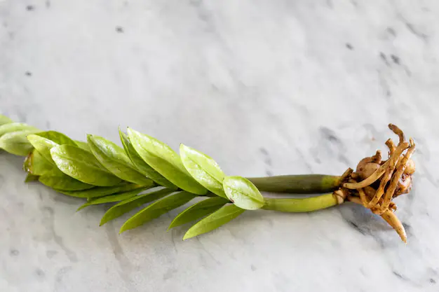 Zamioculca, a planta da fortuna