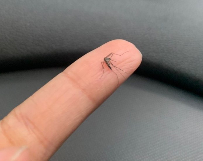 A dengue segue assustando/Foto: Governo do Espírito Santo A dengue segue assustando/Foto: Governo do Espírito Santo