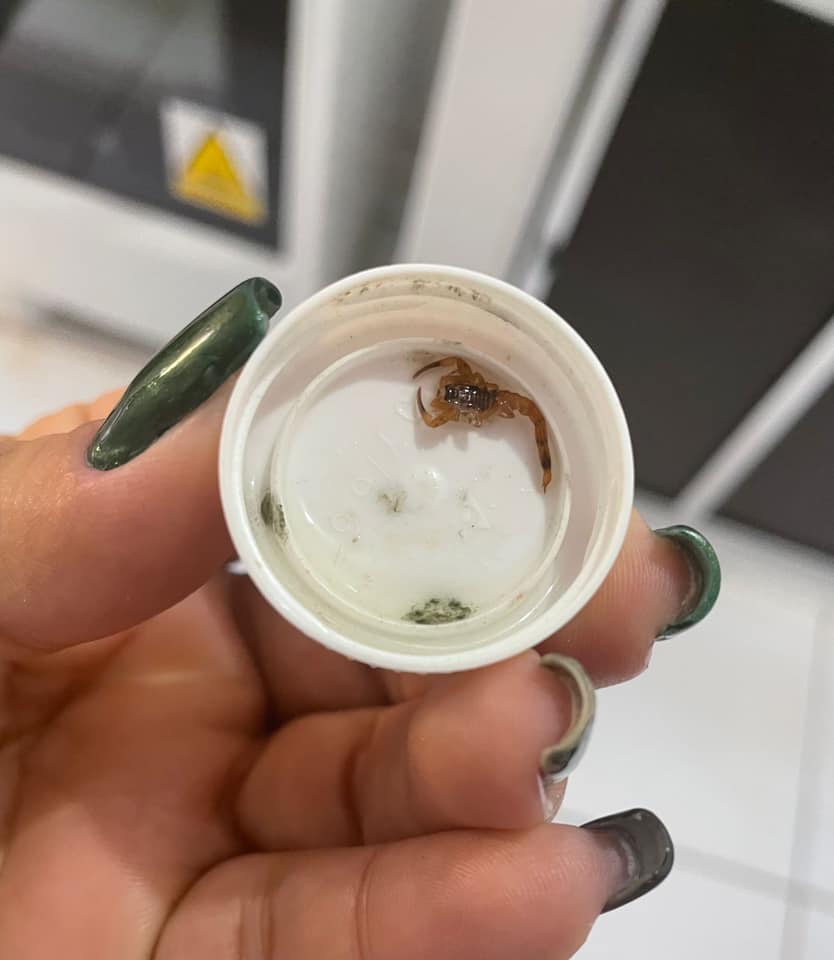 Como evitar o aparecimento de Escorpiões Amarelos em residências?