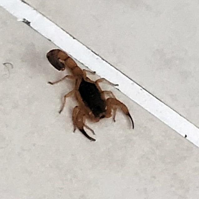 Como evitar o aparecimento de Escorpiões Amarelos em residências?