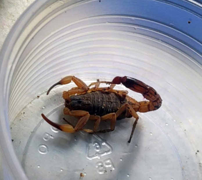 Como evitar o aparecimento de Escorpiões Amarelos em residências?