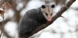 A Mucura e seu papel no equilíbrio da biodiversidade Mucura