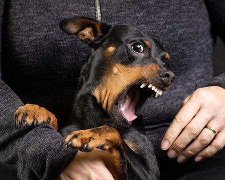 Como criar um Pinscher