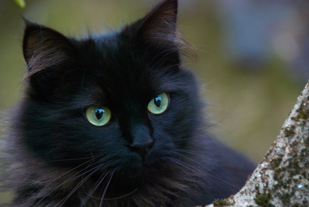 Ronronar: 5 curiosidades sobre o som característico emitido pelos gatos