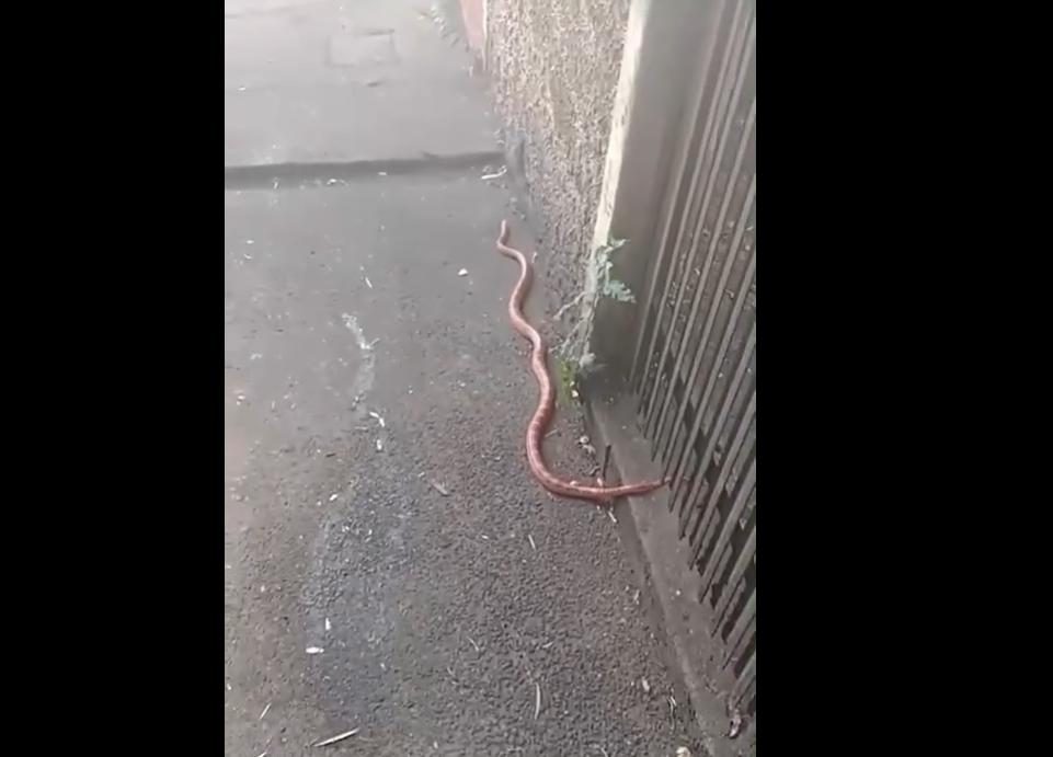 Cobra do milho no Castelo Branco