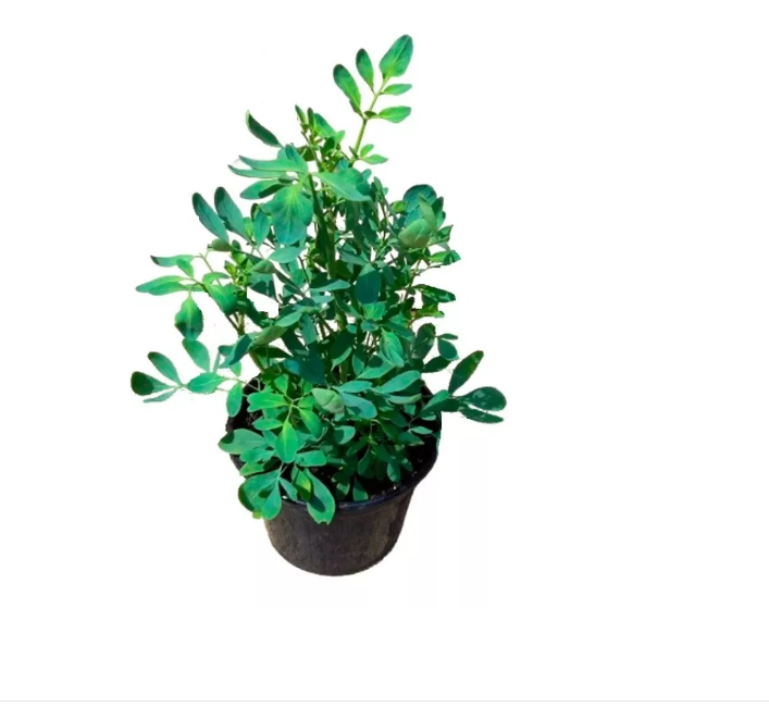 Arruda tem vários benefícios