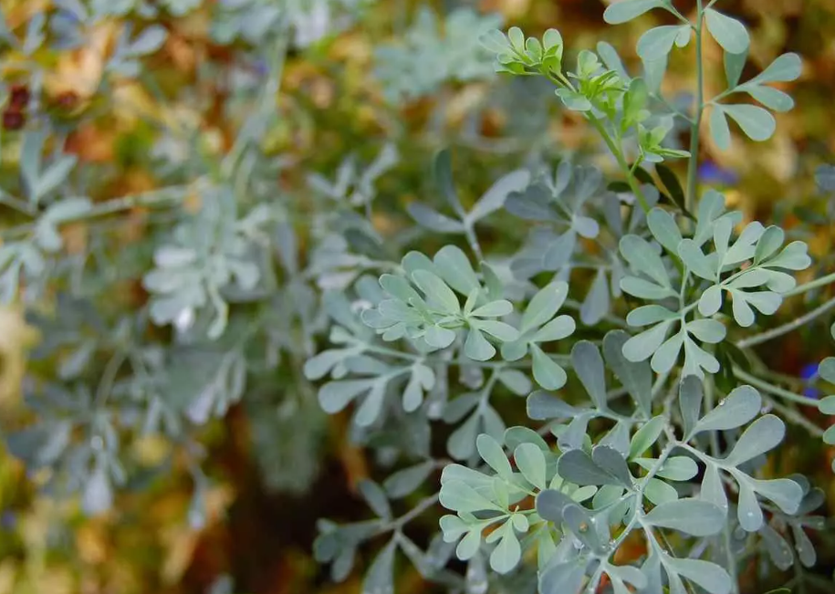 Arruda protege espiritualmente