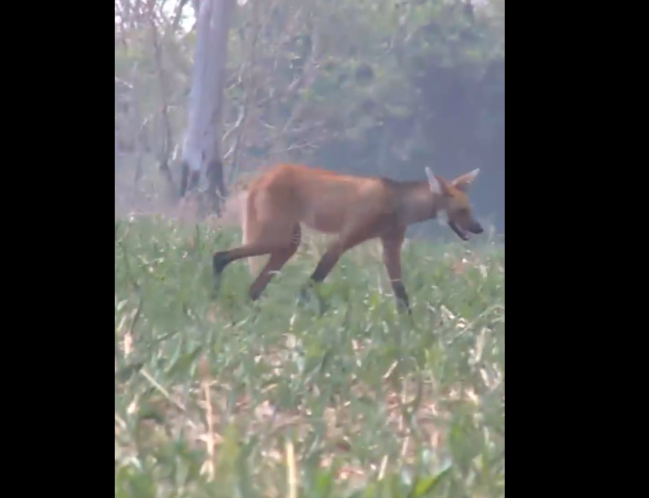 Lobo-guará foge