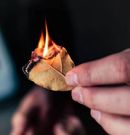 queimar folhas de louro queimar folhas de louro