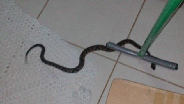 Cobra jararaca: seu aparecimento é raro e ela tem potencial de envenenamento Cobra jararaca: seu aparecimento é raro e ela tem potencial de envenenamento