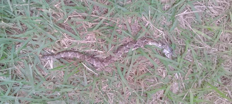 Cobras boipevas são comeadoras de sapos e inofensivas