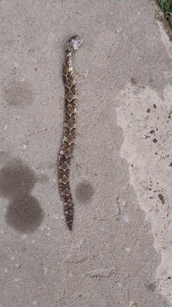 Cobras boipevas são comeadoras de sapos e inofensivas