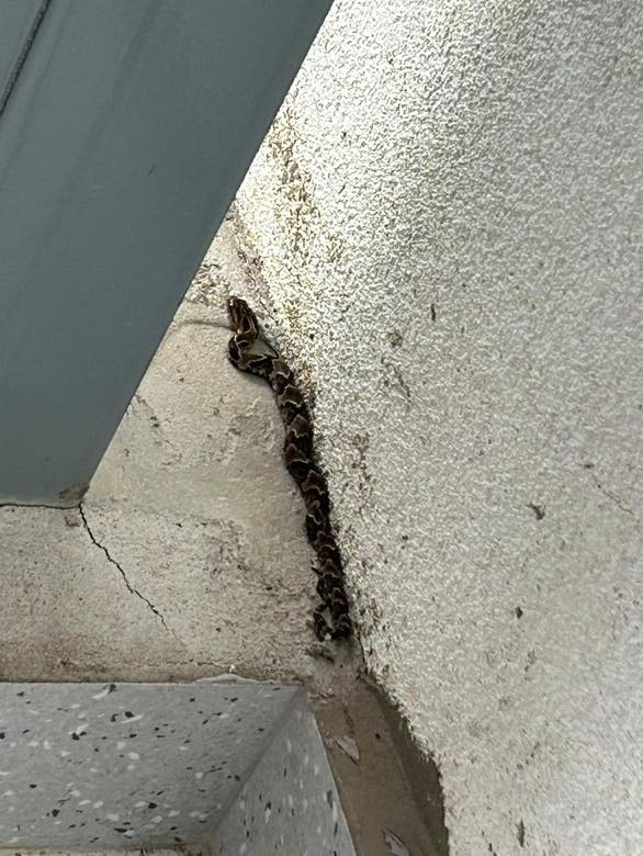 Cobra jararaca: seu aparecimento é raro e ela tem potencial de envenenamento