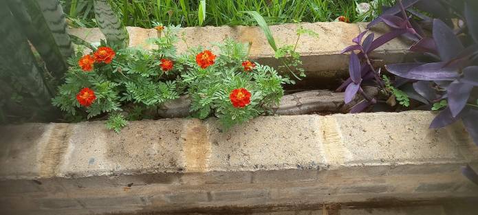 Jiboia no Moradas Jiboia no Moradas