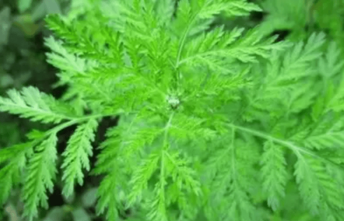 Captura de tela 2024-10-25 143430 Erva de Santa Maria: Conheça as Propriedades e Benefícios da Planta Medicinal