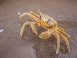 Caranguejo-Amarelo