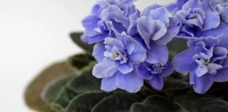 Como fazer uma Violeta Africana murcha voltar a florir Como fazer uma Violeta Africana murcha voltar a florir