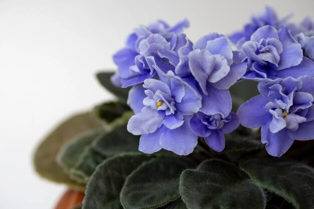 Como fazer uma Violeta Africana murcha voltar a florir (1) Como fazer uma Violeta Africana murcha voltar a florir