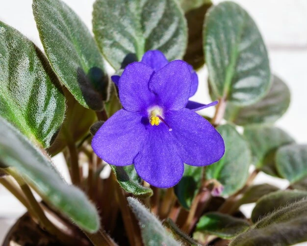 Como fazer uma Violeta Africana murcha voltar a florir