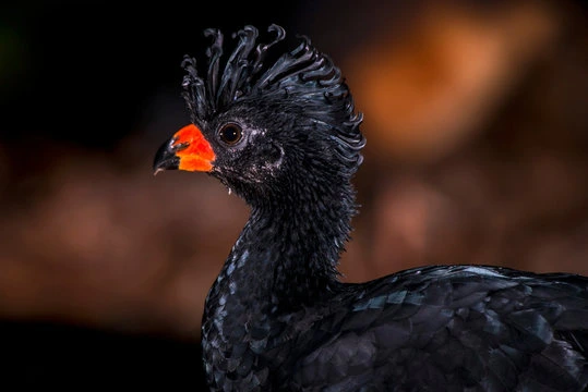 Mutum-de-bico-vermelho