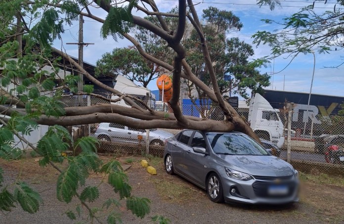 Queda de árvore em cima de carro Queda de árvore em cima de carro