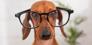 Quais são as cores que a visão dos cachorros consegue reconhecer cores que a visão dos cachorros consegue reconhecer