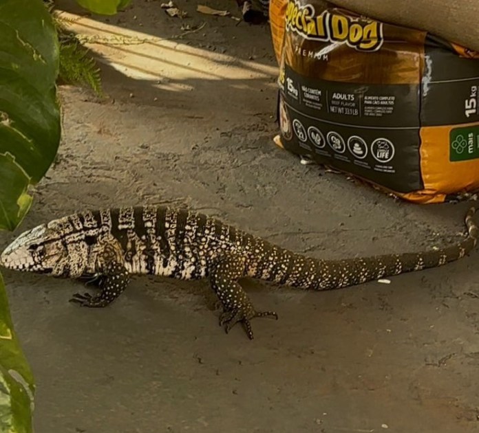 teiu Teiú apareceu no Boa Vista