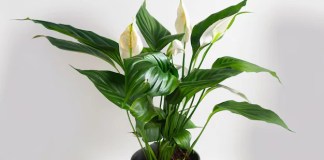 Quais são os tipos de lirio da paz mais cultivados no Brasil e como cultivá-los tipos de lirio-da-paz