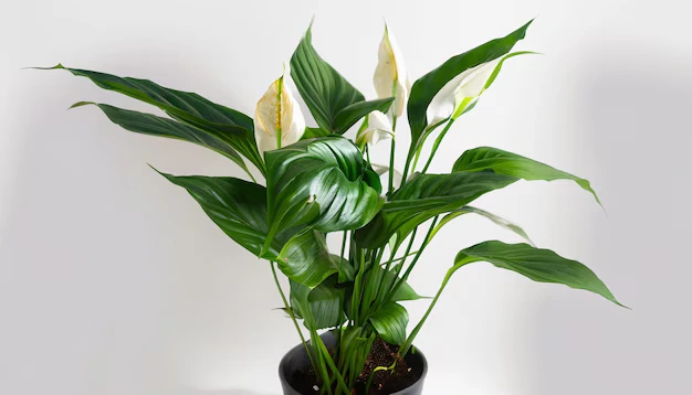 tipos de lirio-da-paz