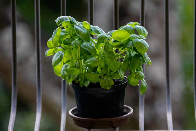 Saiba por que o Manjericão traz mais prosperidade que o Lírio-da-Paz e a Zamioculca