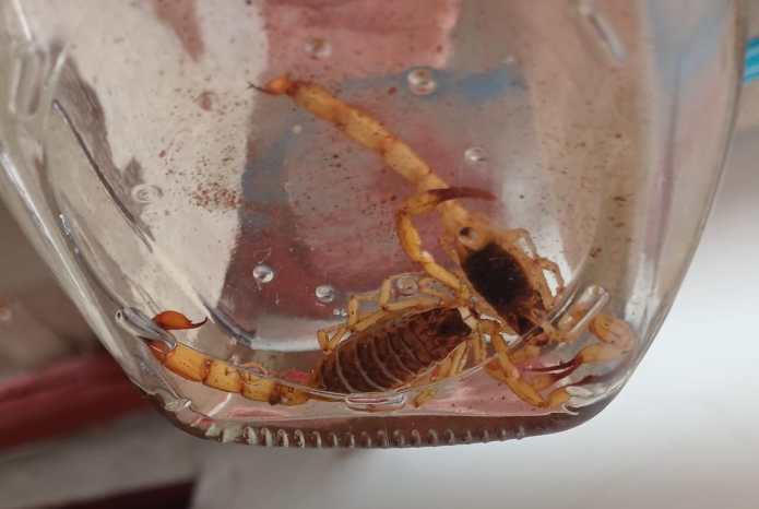 escorpião Escorpiões amarelos são perigosos