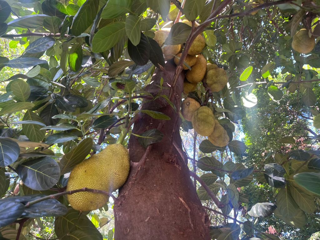 Jaca é uma fruta saborosa