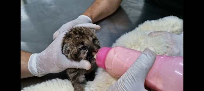 jaguatirica Jaguatirica resgatada