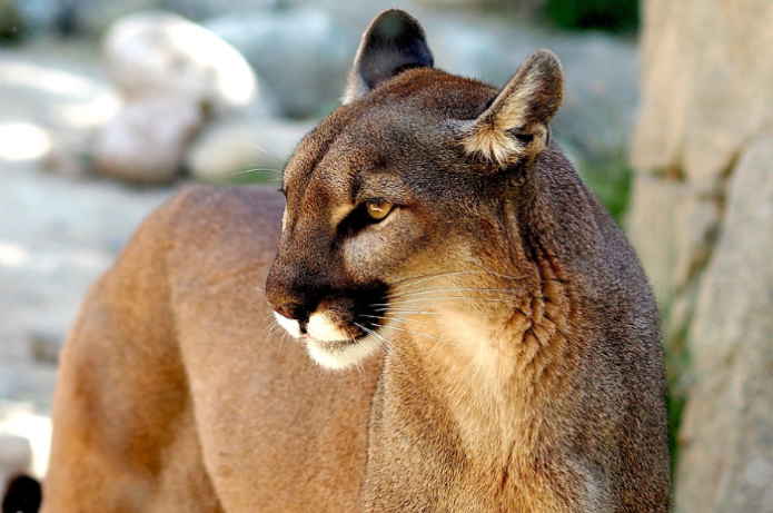 onça-parda Onça-parda é um belo animal/ Foto: (Foto: Sabolaslo – pixabay.com)