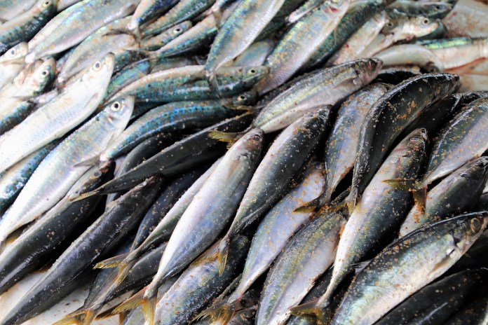 sardinha Sardinha faz bem