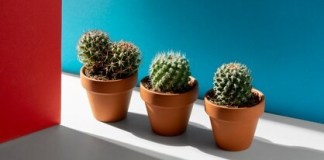 Cacto: 5 dicas de manutenção para ter uma planta bonita e decorar sua casa 5 dicas de manutenção para cacto
