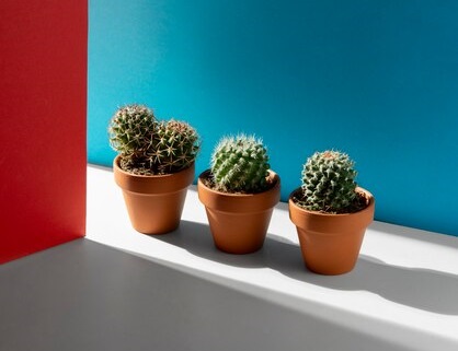 5 dicas de manutenção para cacto (2) 5 dicas de manutenção para cacto