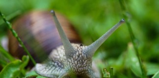 5 maneiras práticas de acabar com pragas no jardim sem usar produtos químicos 5 maneiras práticas de acabar com pragas no jardim