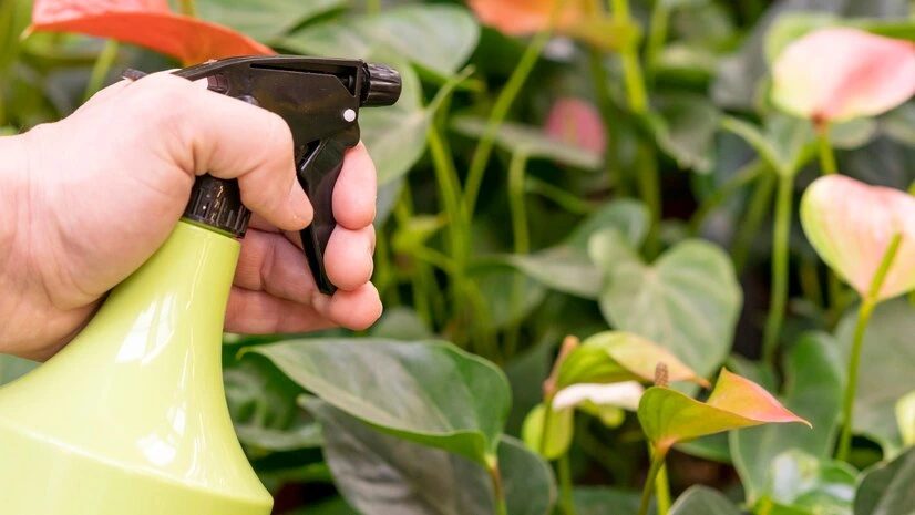 5 maneiras práticas de acabar com pragas no jardim