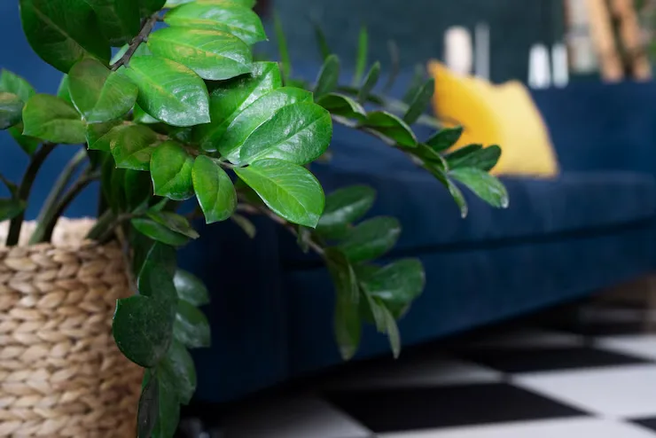 7 dicas essenciais para cultivar zamioculca