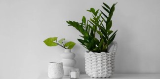 7 dicas essenciais para cultivar zamioculca e evitar os problemas comuns 7 dicas essenciais para cultivar zamioculca