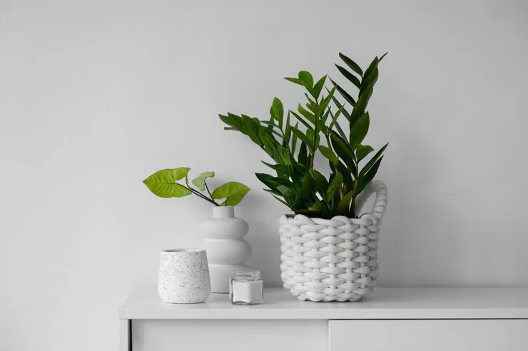 7 dicas essenciais para cultivar zamioculca