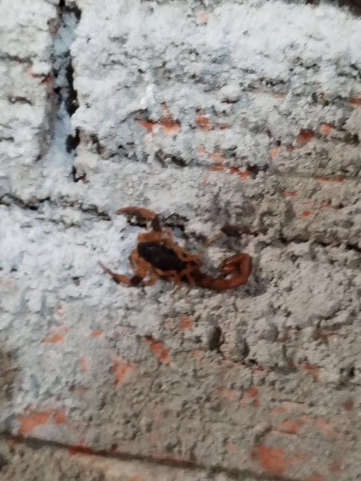 Os escorpiões são perigosos