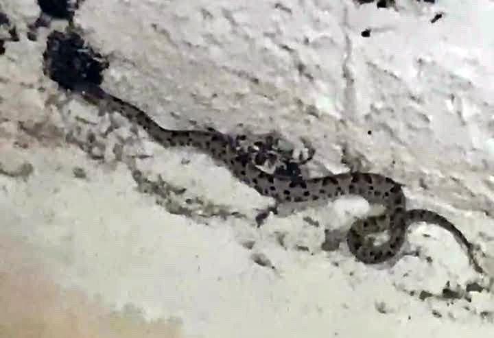 Cobra no Dream Santo Antonio