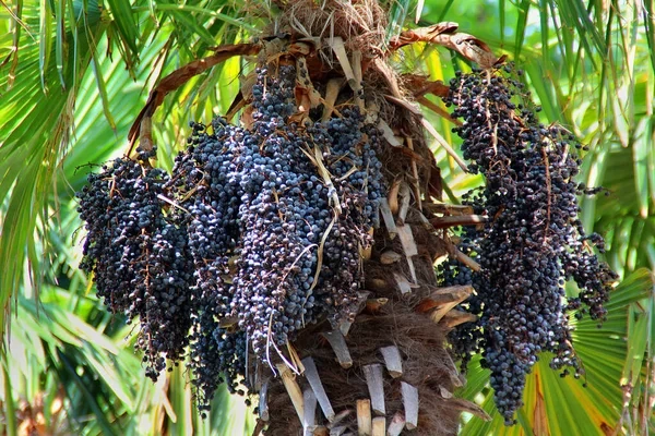 Benefícios do açaí 