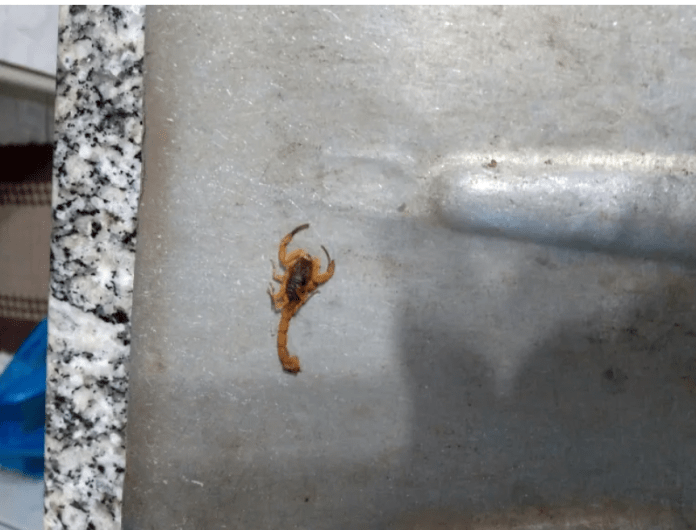 Dream Santo Antonio tem escorpiões Dream Santo Antonio tem escorpiões