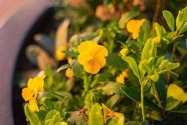 Capuchinha - Tropaeolum majus - Foto by Freepik