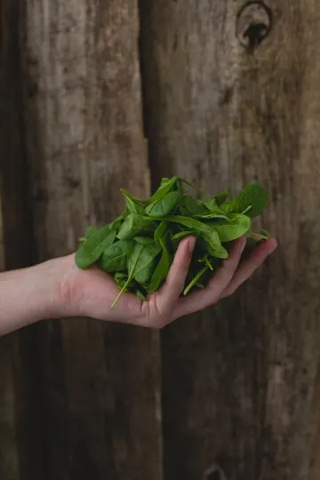 Como plantar espinafre em casa da forma mais fácil